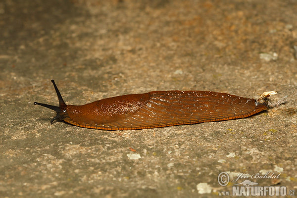 Spanish Slug (Arion lusitanicus)