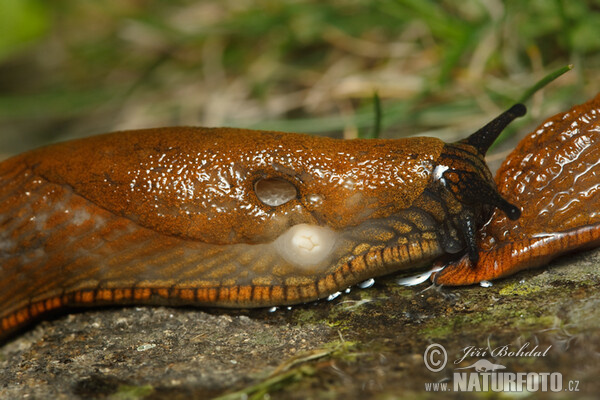 Spanish Slug (Arion lusitanicus)