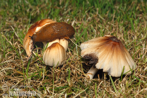 Spanish Slug (Arion lusitanicus)