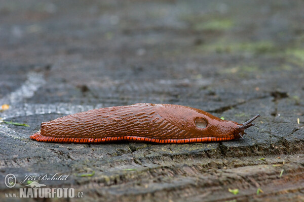 Spanish Slug (Arion lusitanicus)