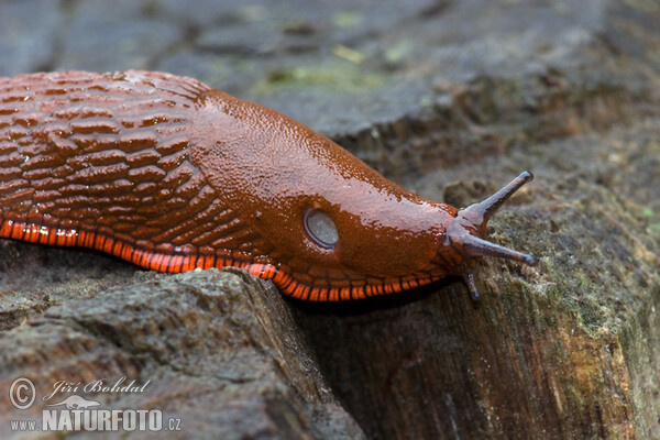 Spanish Slug (Arion lusitanicus)