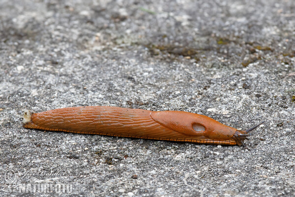 Spanish Slug (Arion lusitanicus)