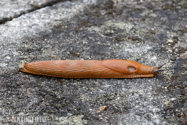 Spanish Slug (Arion lusitanicus)