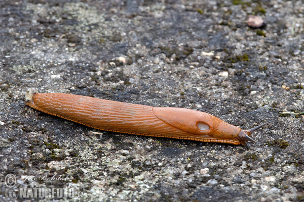 Spanish Slug (Arion lusitanicus)