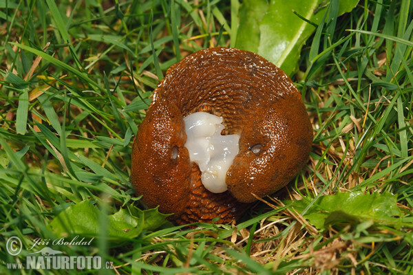 Spanish Slug - copulation (Arion lusitanicus)