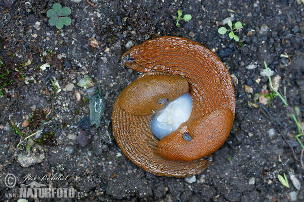 Spanish Slug - copulation (Arion lusitanicus)