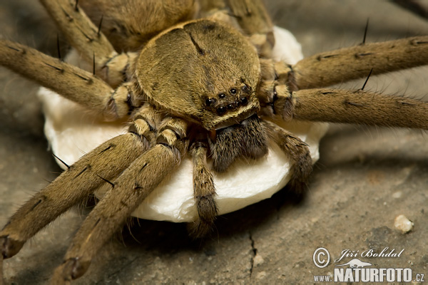 Sparassidae sp.