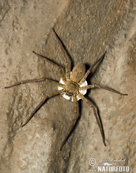 Sparassidae sp.