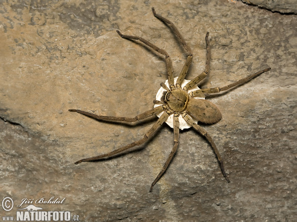 Sparassidae sp.