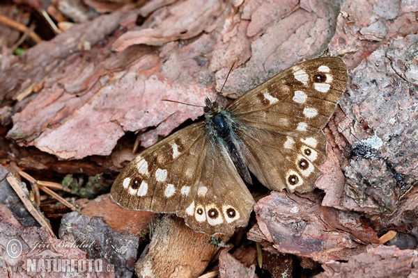 Speckled Wood (Pararge aegeria)