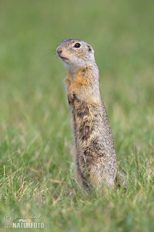 Spermophilus citellus