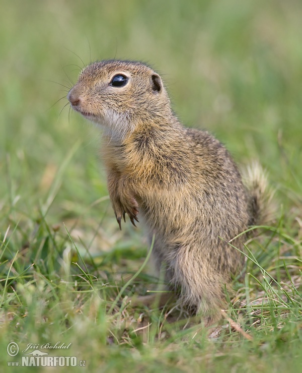 Spermophilus citellus