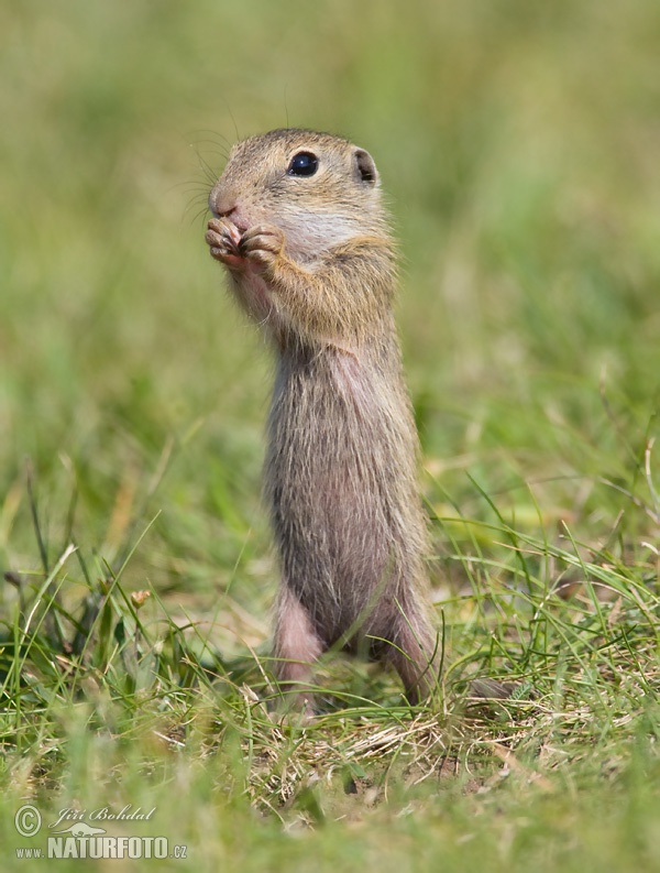 Spermophilus citellus