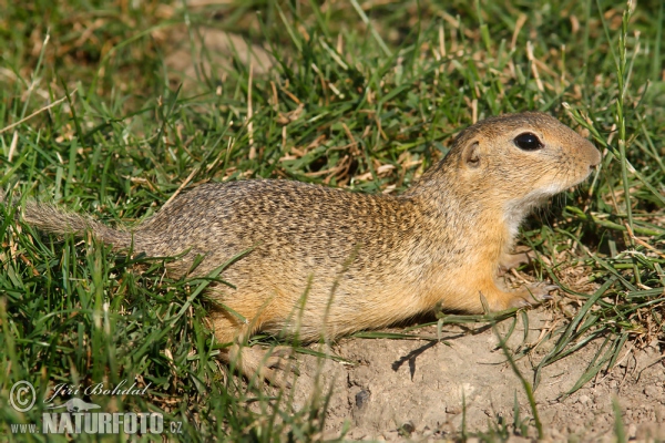 Spermophilus citellus