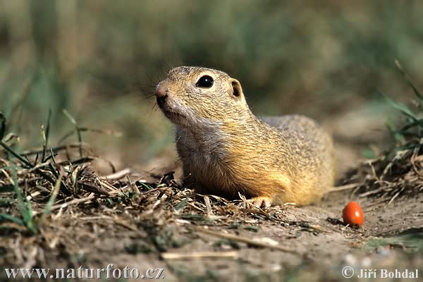 Spermophilus citellus