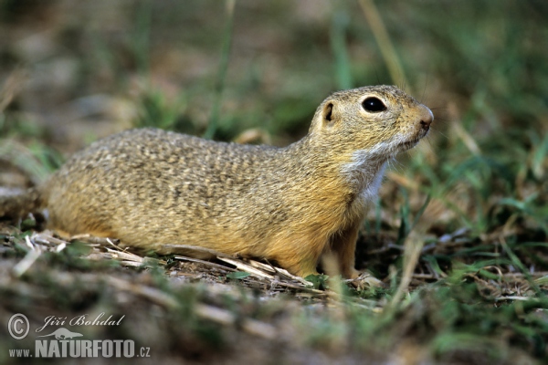 Spermophilus citellus