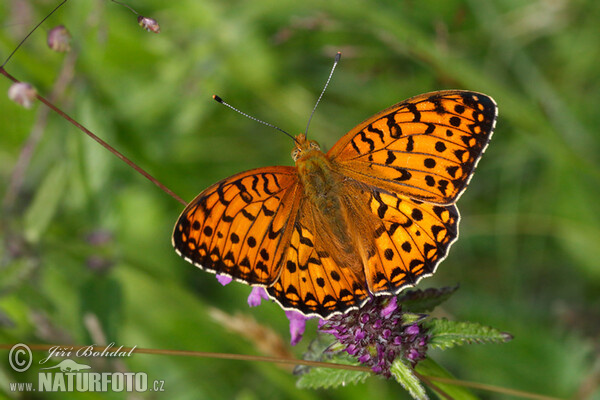 Speyeria aglaja