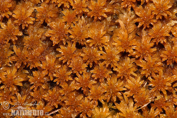 Sphagnum