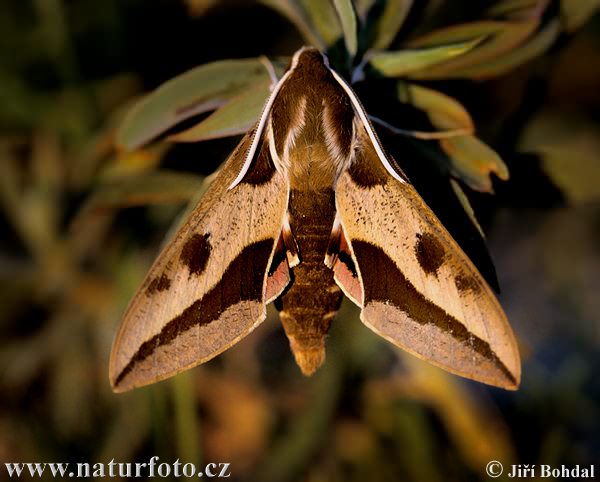 Sphinx de l'euphorbe