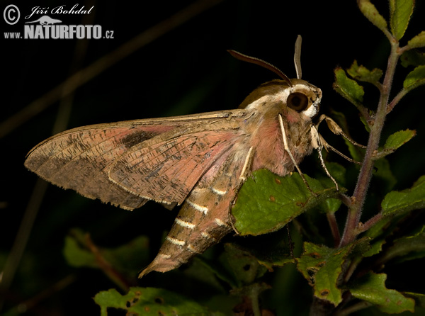 Sphinx de l'euphorbe