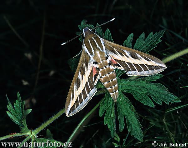 Sphinx Moth (Celerio lineata)