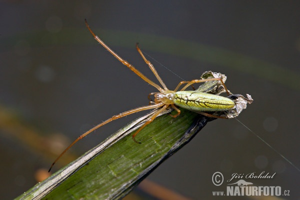 Spider (Tetragnatha extensa)