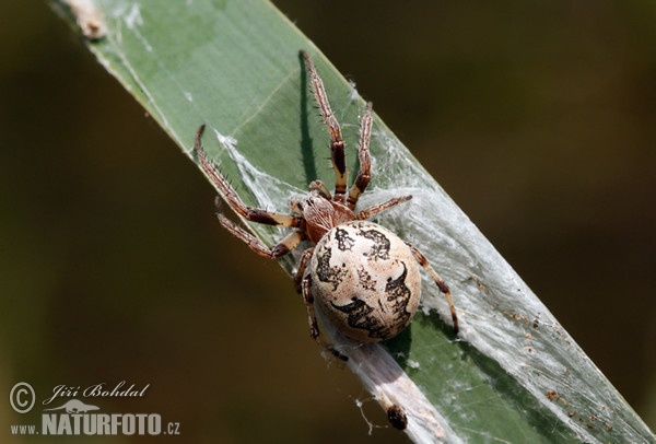 Spider (Larinioides cornutus)