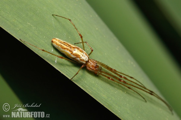 Spider (Tetragnatha extensa)