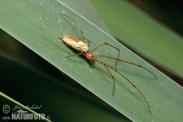 Spider (Tetragnatha extensa)