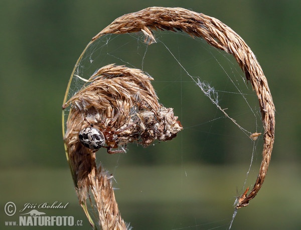 Spider (Larinioides cornutus)