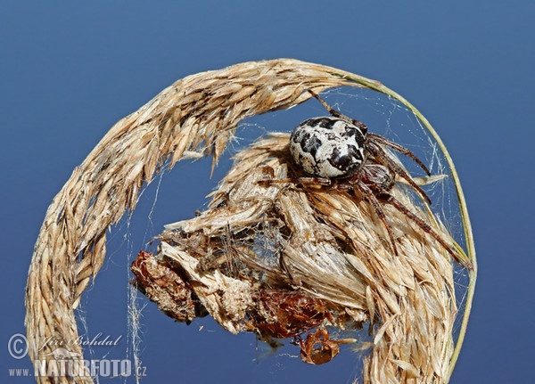 Spider (Larinioides cornutus)