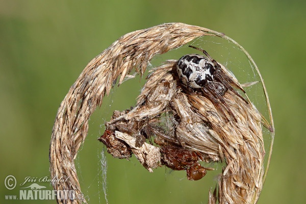 Spider (Larinioides cornutus)
