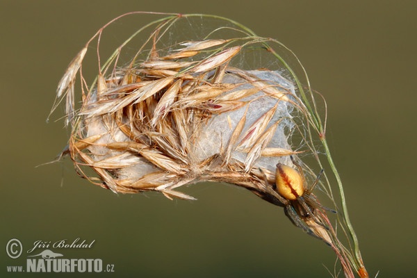 Spider (Cheiracanthium erraticum)