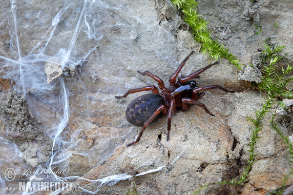 Spider (Inermocoelotes inermis)