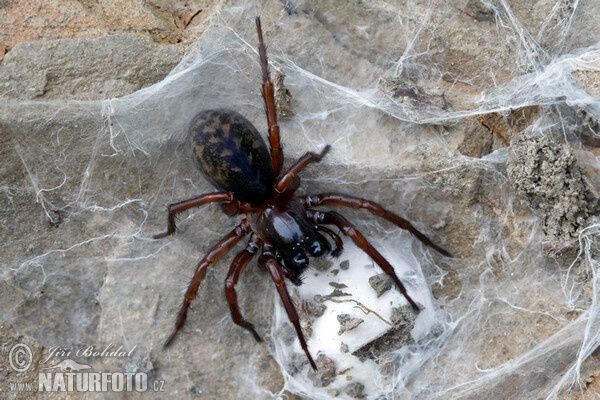 Spider (Inermocoelotes inermis)