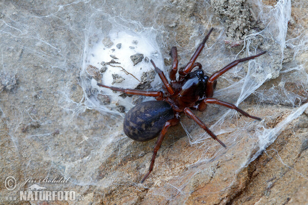 Spider (Inermocoelotes inermis)