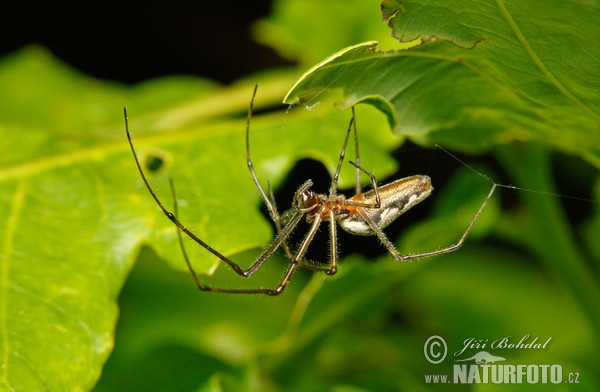 Spider (Tetragnatha sp.)