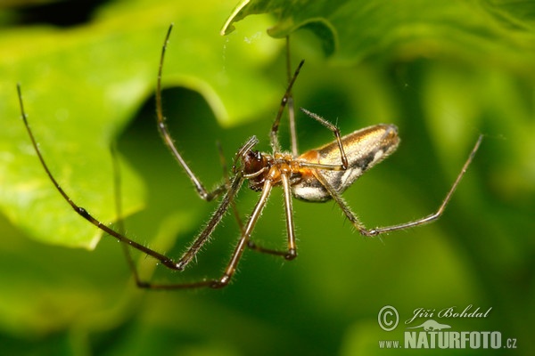 Spider (Tetragnatha sp.)