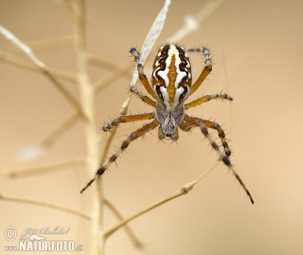 Spider (Aculepeira armida)