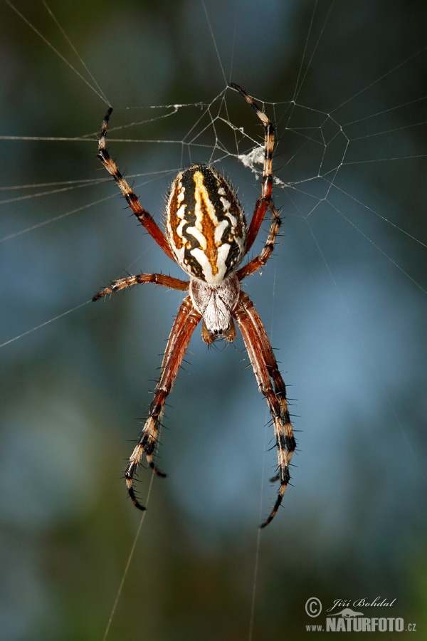 Spider (Aculepeira armida)