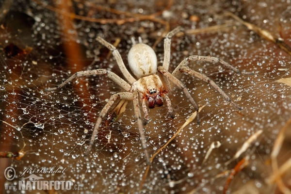 Spider (Agelenidae sp.)