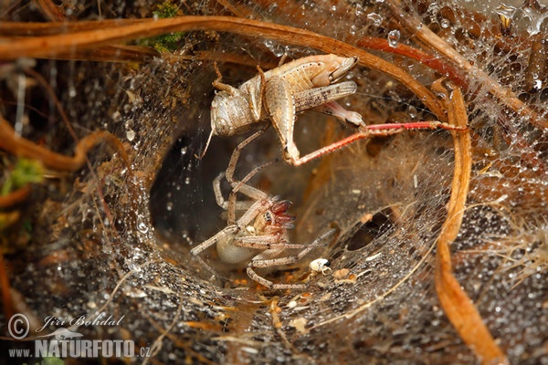 Spider (Agelenidae sp.)