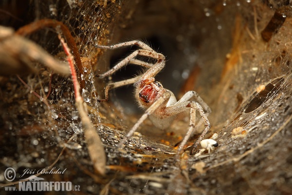 Spider (Agelenidae sp.)