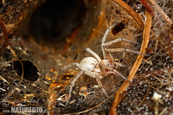 Spider (Agelenidae sp.)