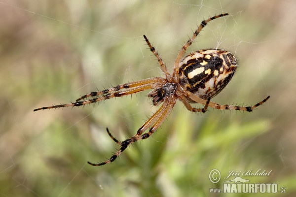 Spider (Aculepeira armida)