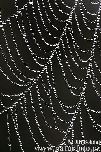 Spider-web (Arachnos)