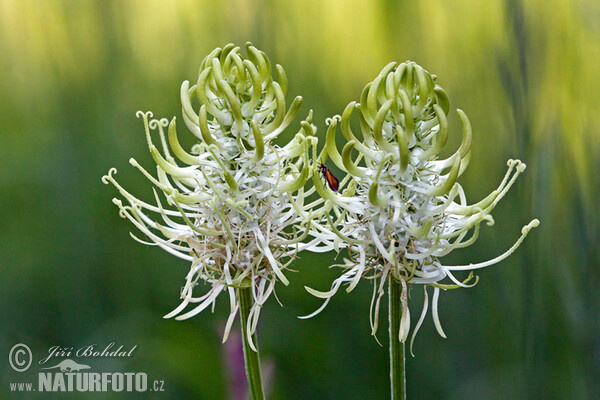 Spiked Rampion (Phyteuma spicatum)