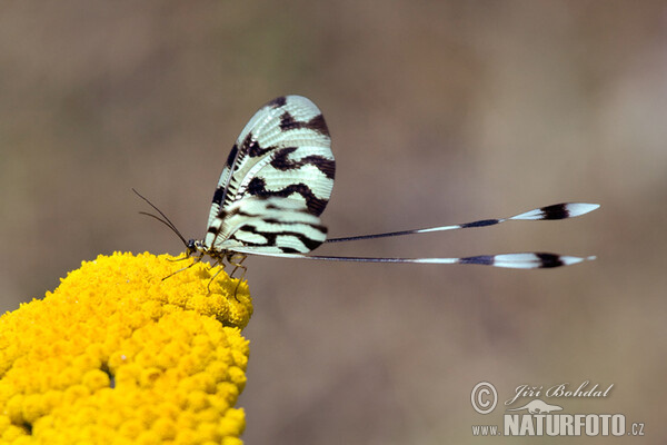 Spoonwing lacewing Thread-winged Antlion (Nemoptera sinuata)