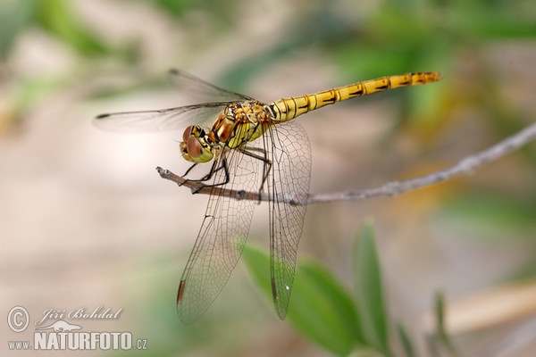 Spotted Darter (Sympetrum depressiusculum)