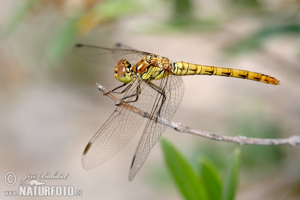 Spotted Darter (Sympetrum depressiusculum)